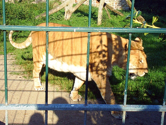 Liger in a small zoo in Gromitz Germany
