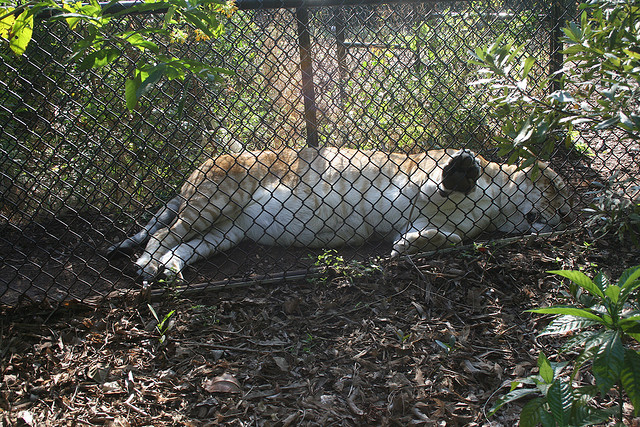 Sleeping liger