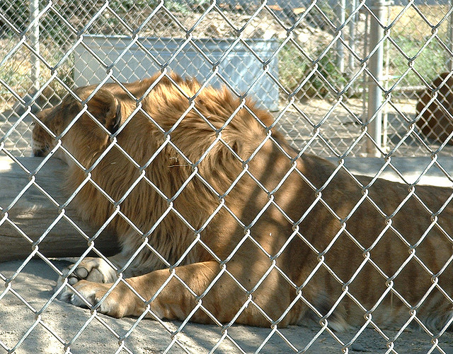 A liger in a zoo