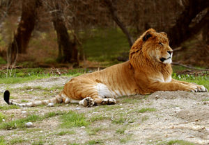 the liger