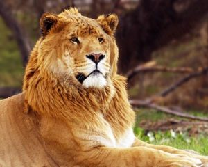 A liger